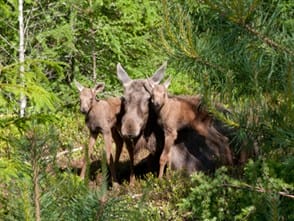 Isaberg Moose Park (Isaberg Elchpark)