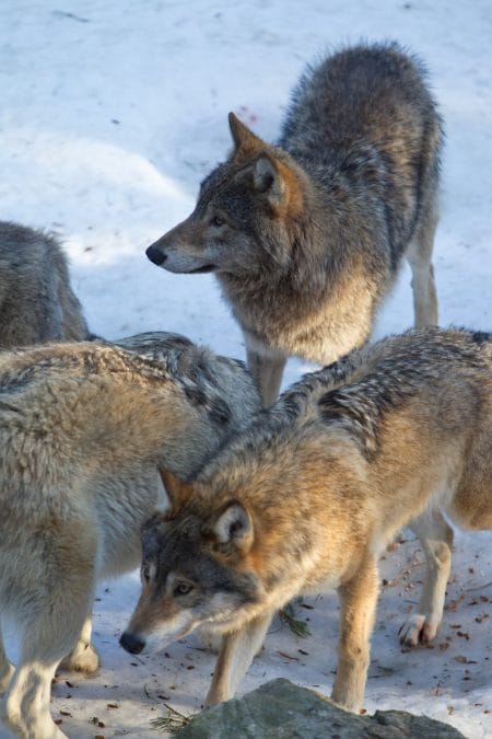 Schweden stoppt die Wolfsjagd